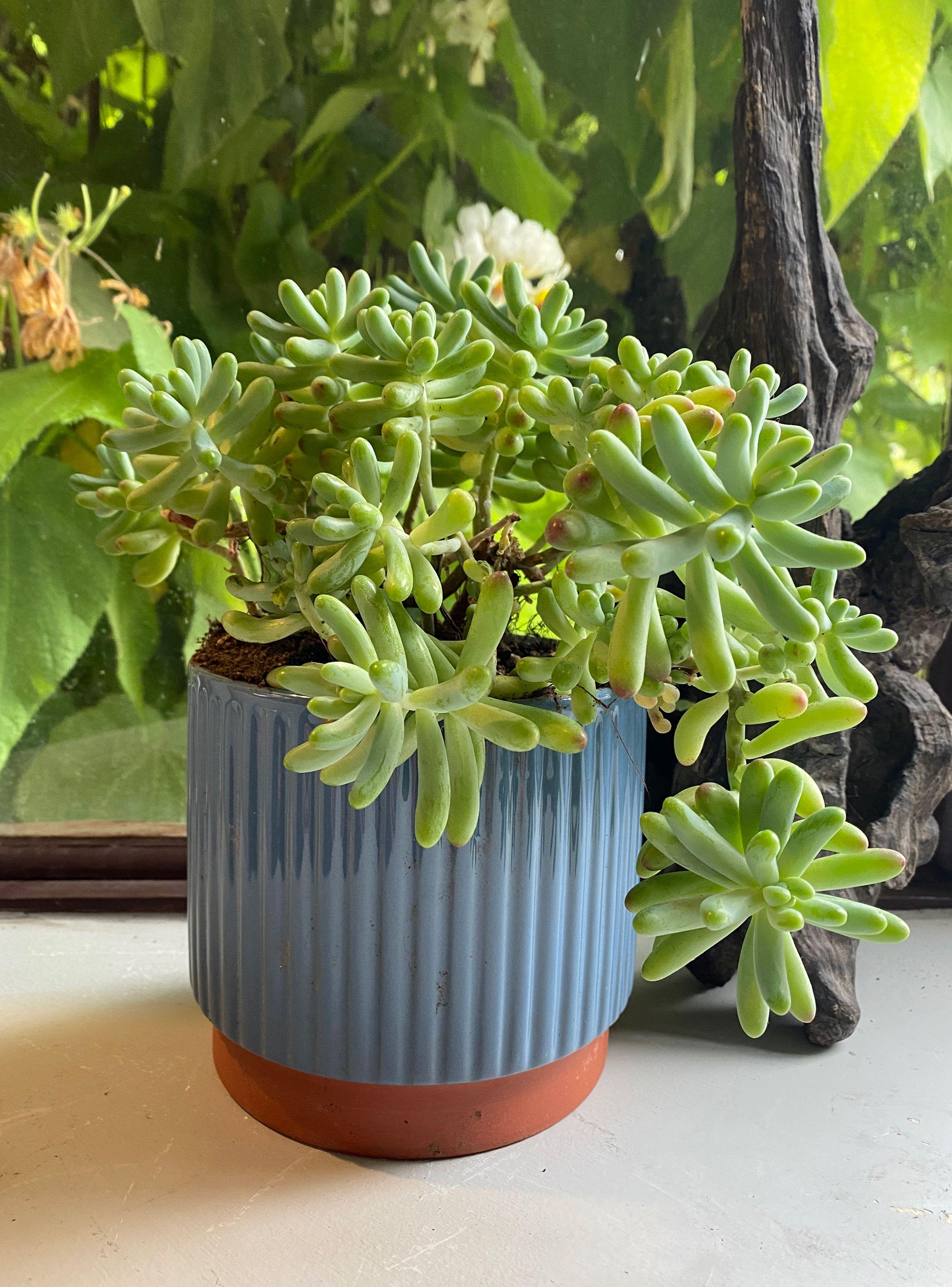 Macetero Enlozado Azul 14 x 12 cm-3