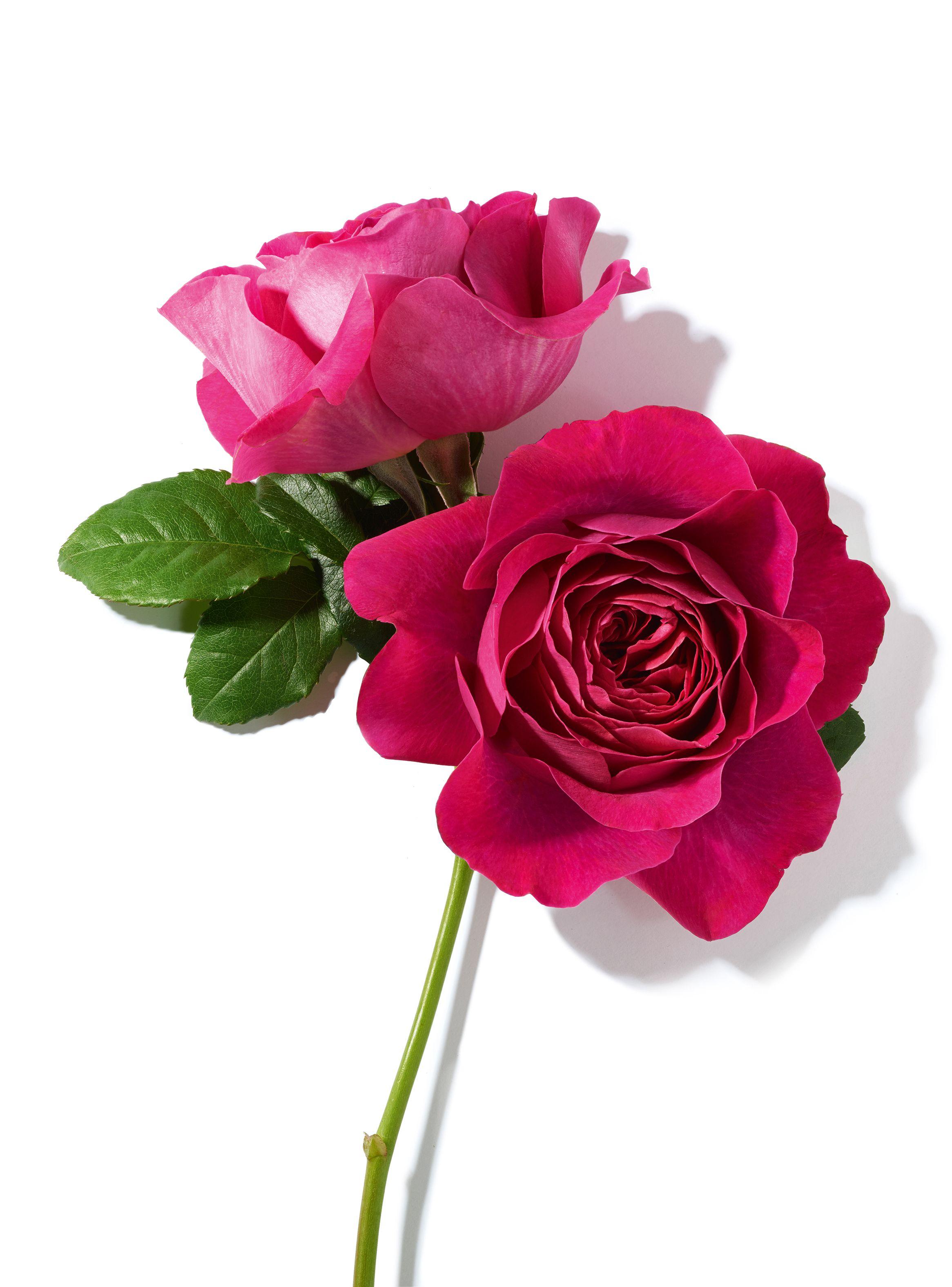 Perfume Lancôme Trésor Midnight Rose EDP 75ml-4