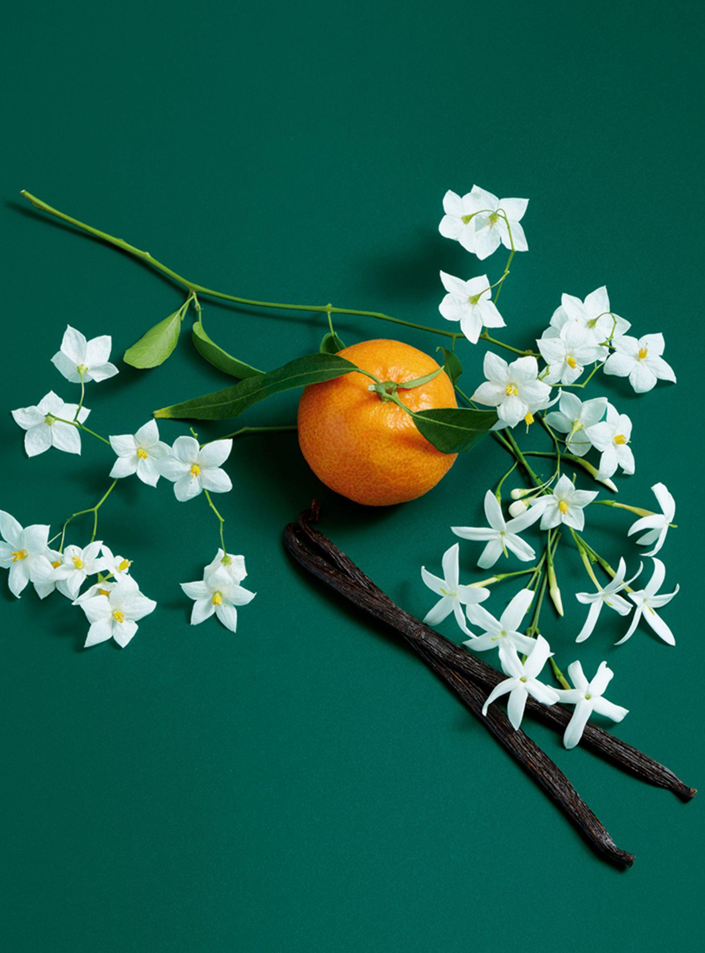 Set Perfume Benetton Sisterland Green EDT 80 ml + Body Lotion 75 ml-3