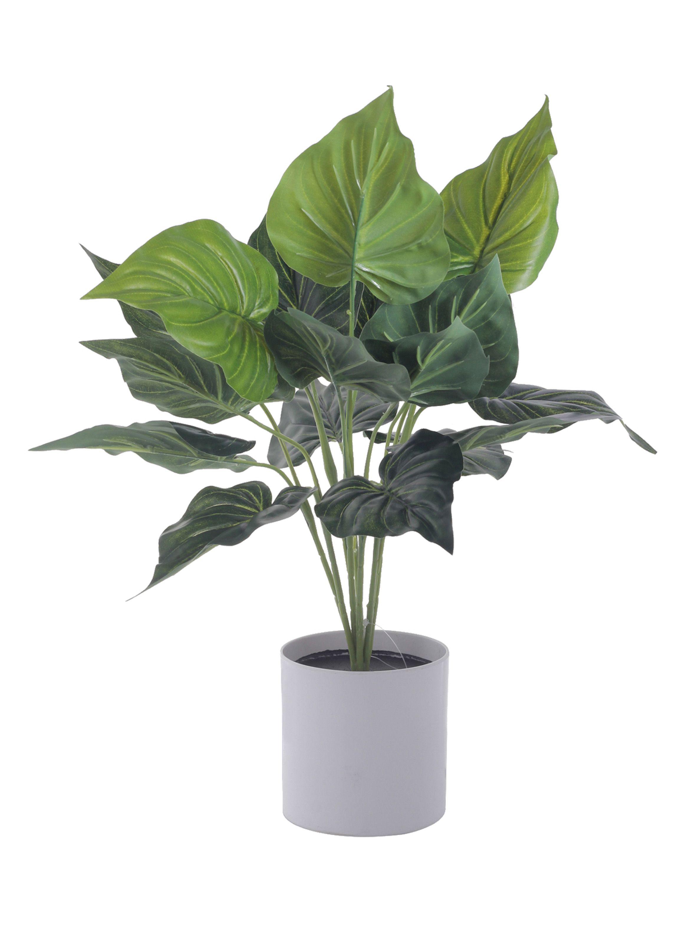 Planta Mallorca Alocasia Cucullata 40 cm Blanco-0