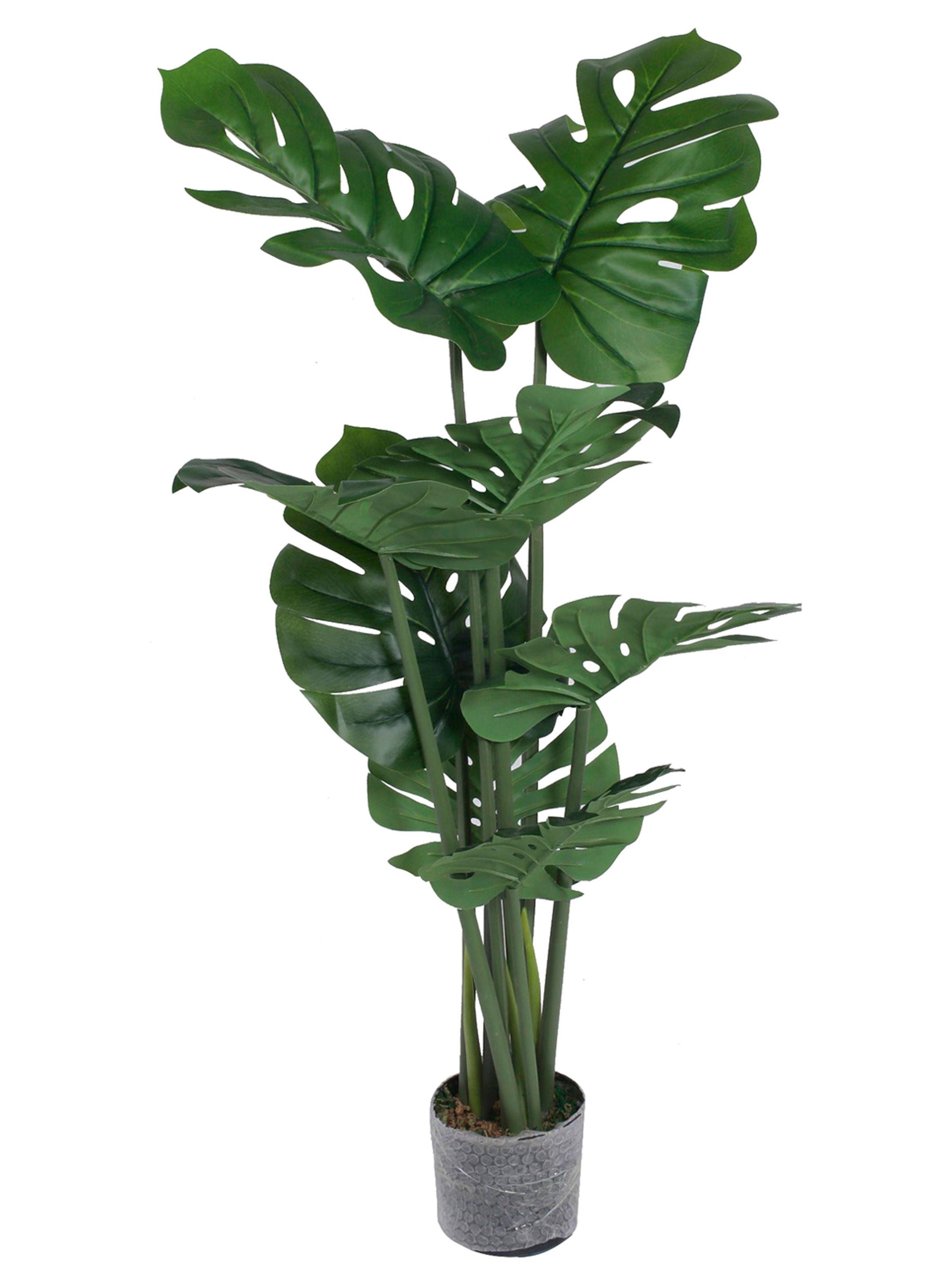 Planta Monstera 70 cm Grafito Mallorca-0
