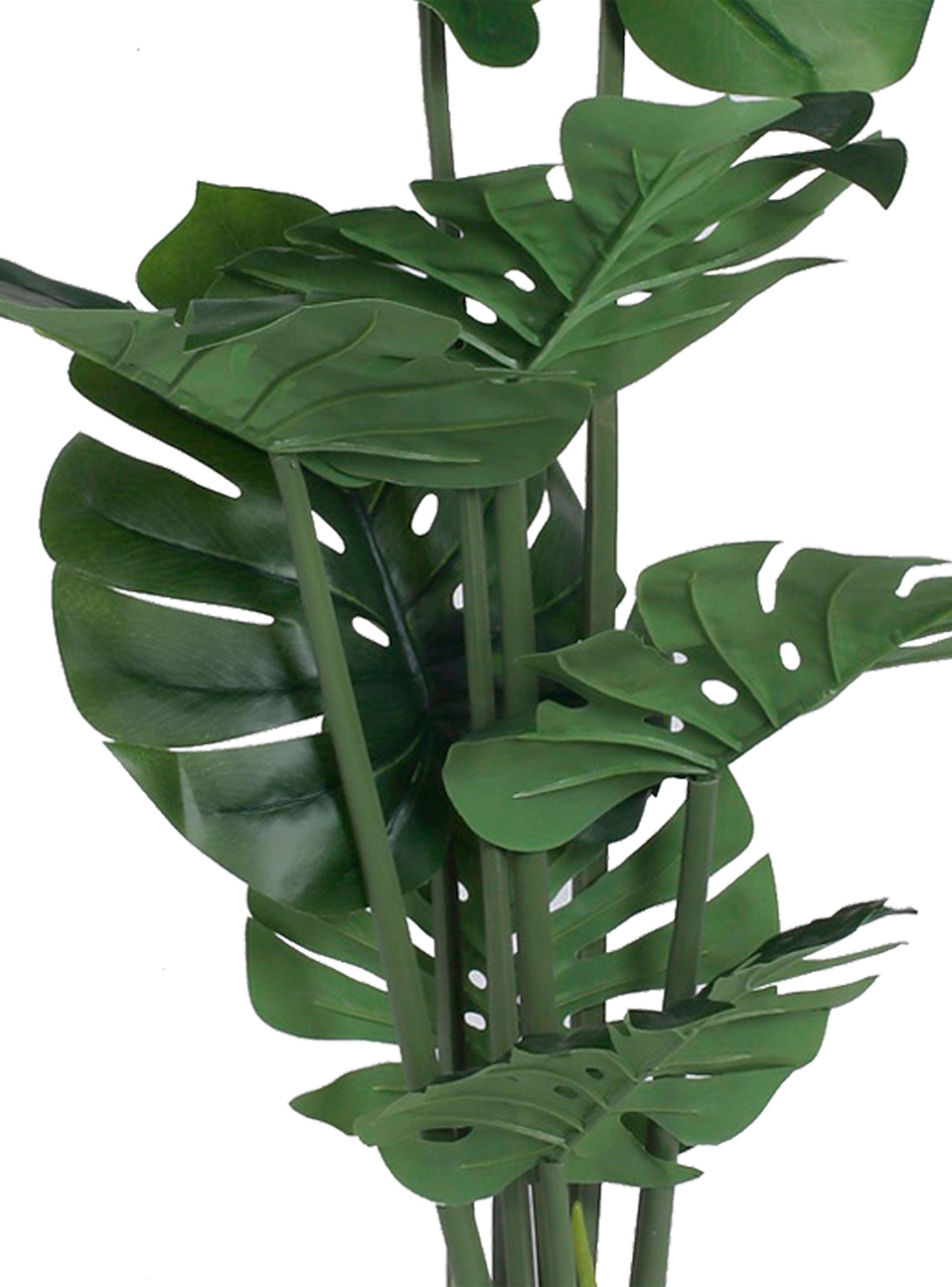 Planta Monstera 70 cm Grafito Mallorca-1