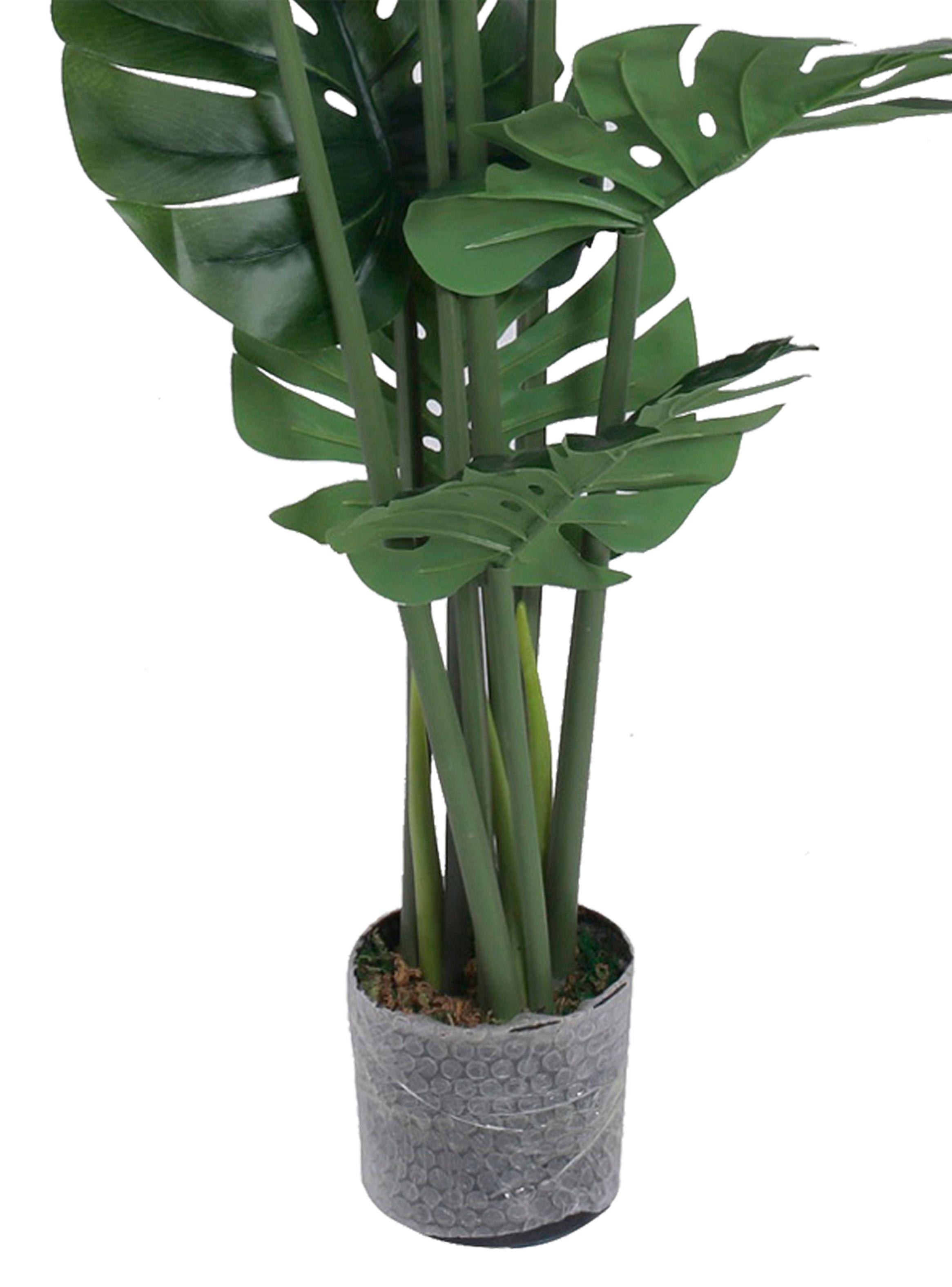 Planta Monstera 70 cm Grafito Mallorca-2