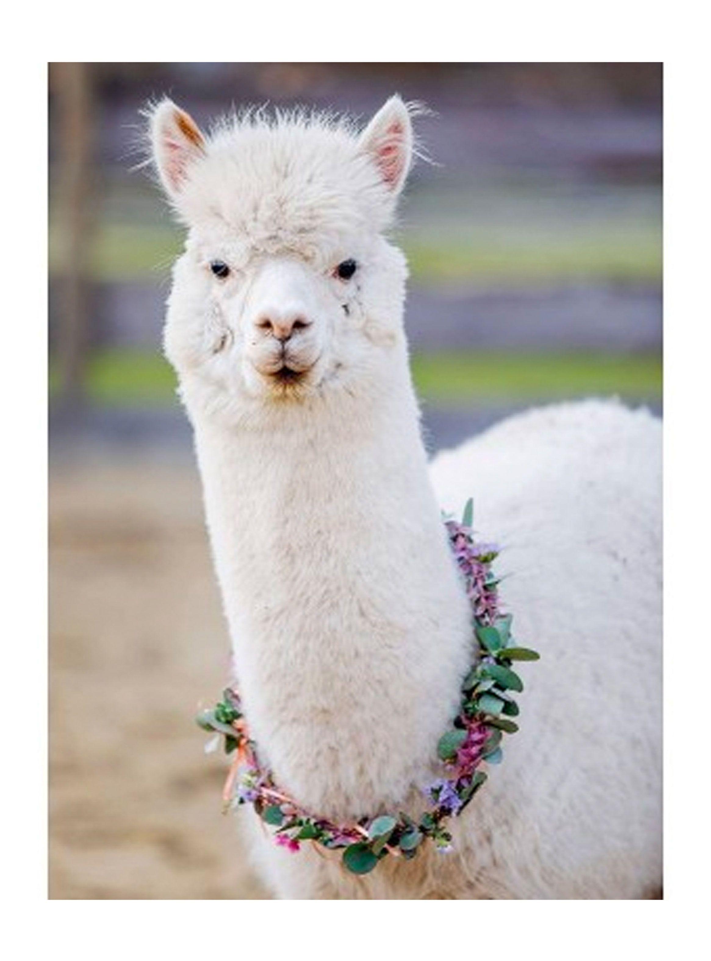 Ravensburger Puzzle Alpaca 200 Piezas Caramba-1
