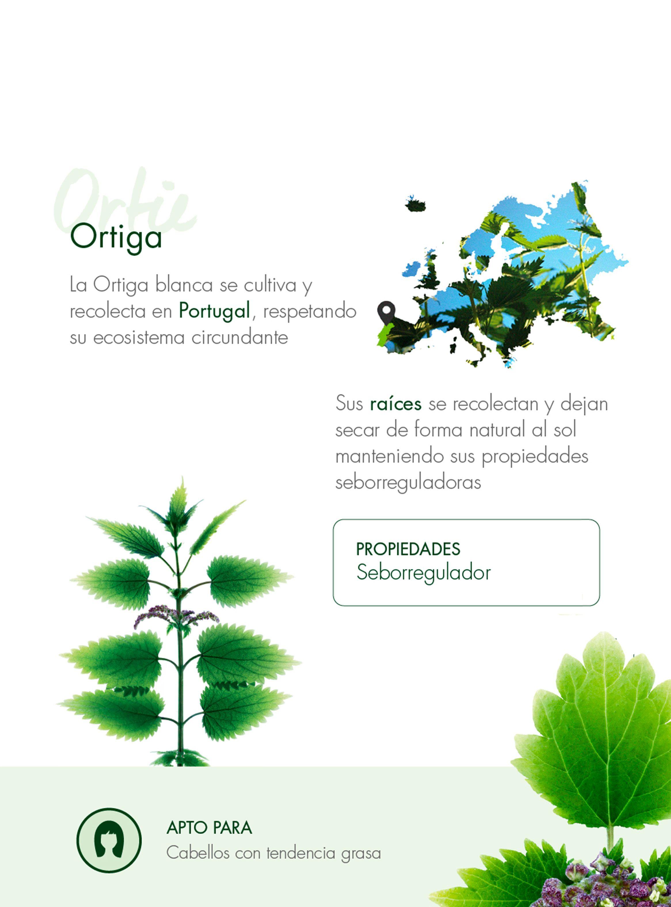 Shampoo Seborregulador a la Ortiga 400 ml-2