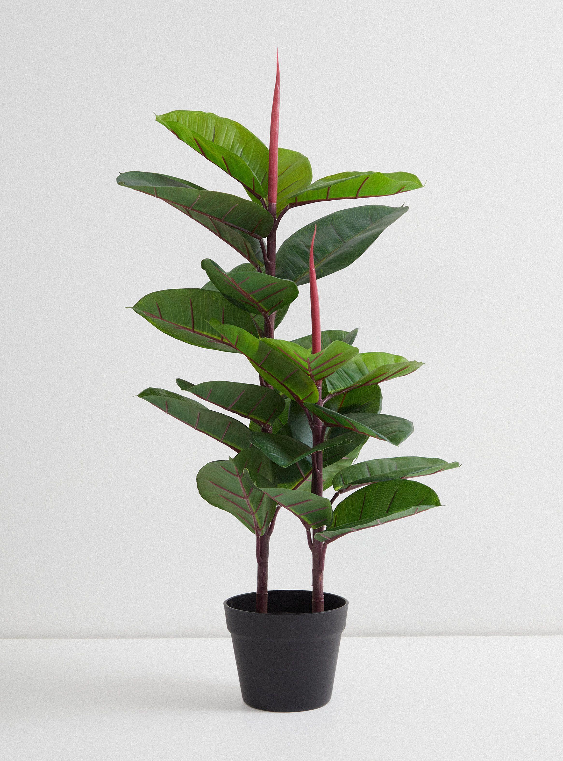Planta Outzen Ave del Paraíso 80 cm-0
