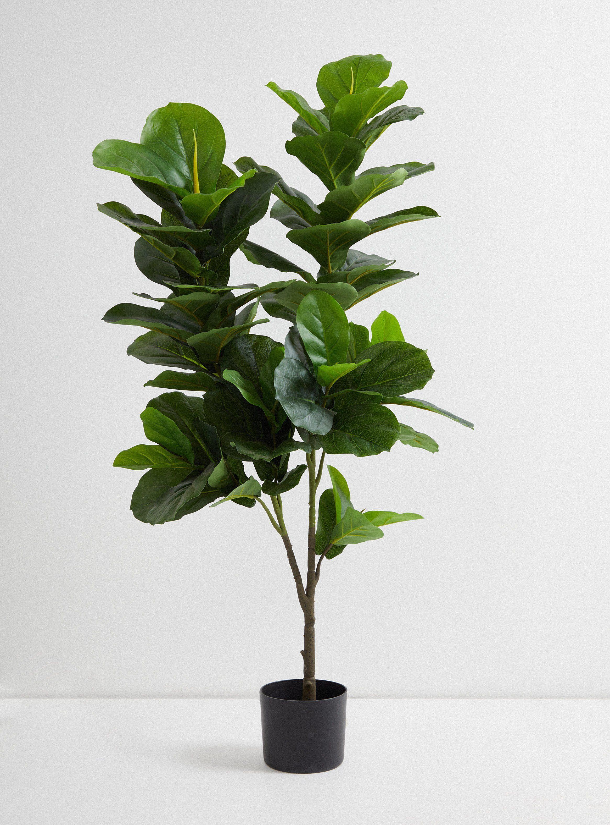 Planta Hoja Lira 110 cm-0