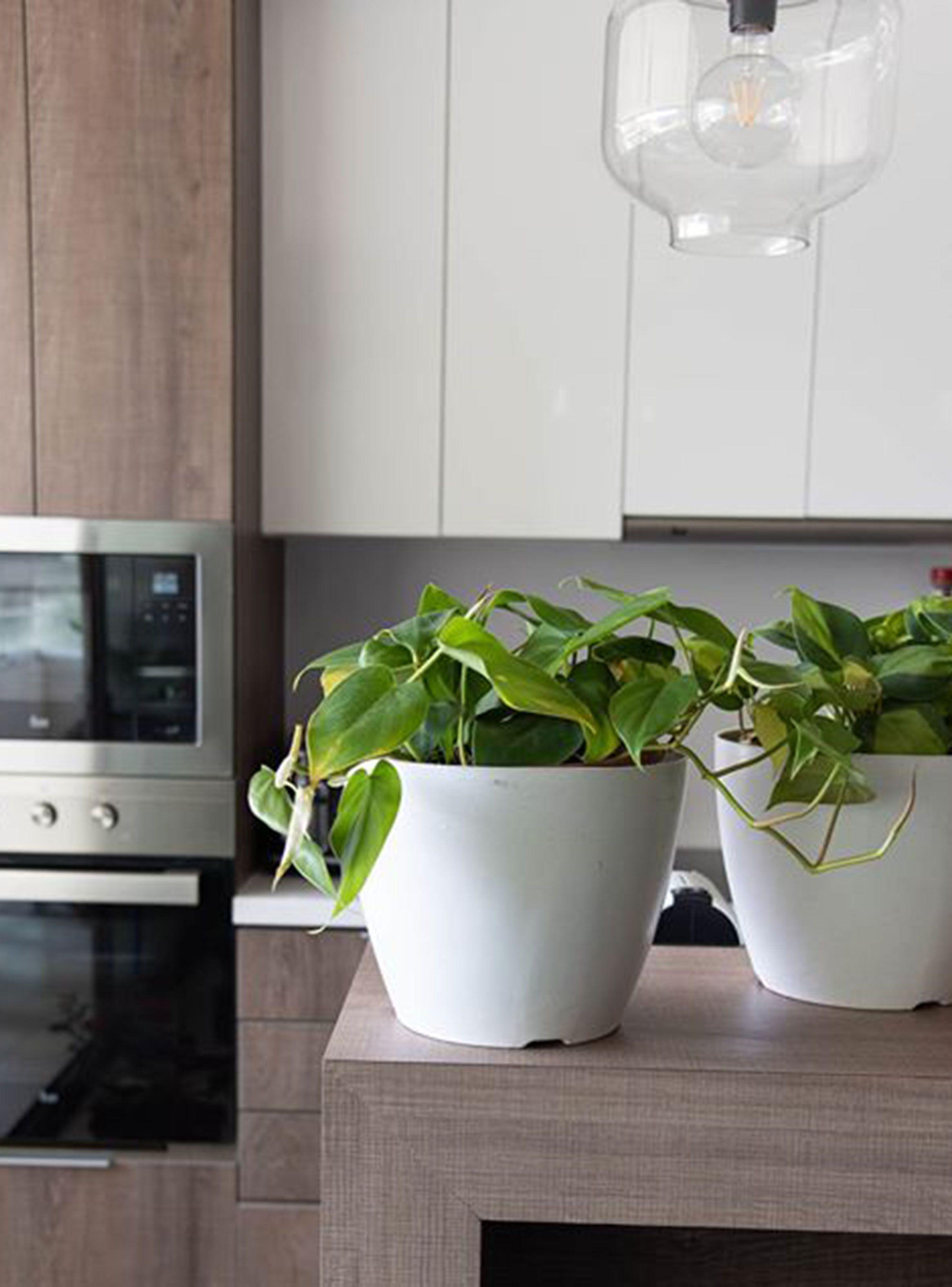 Set 2 Maceteros Biodegradables Actual + Platos Blanco-2