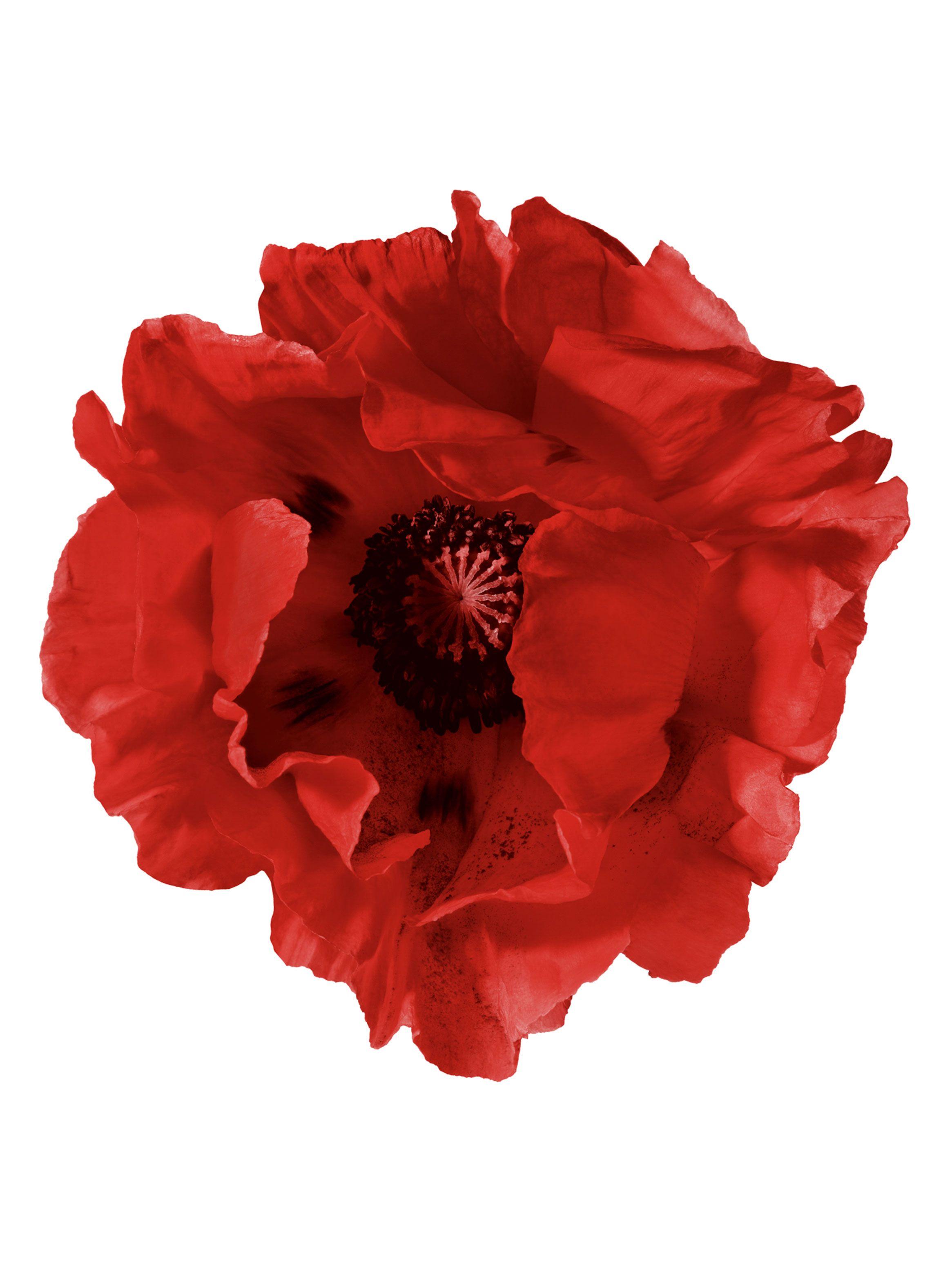 Perfume Flower by Kenzo L Absolue EDP Mujer 100 ml-3