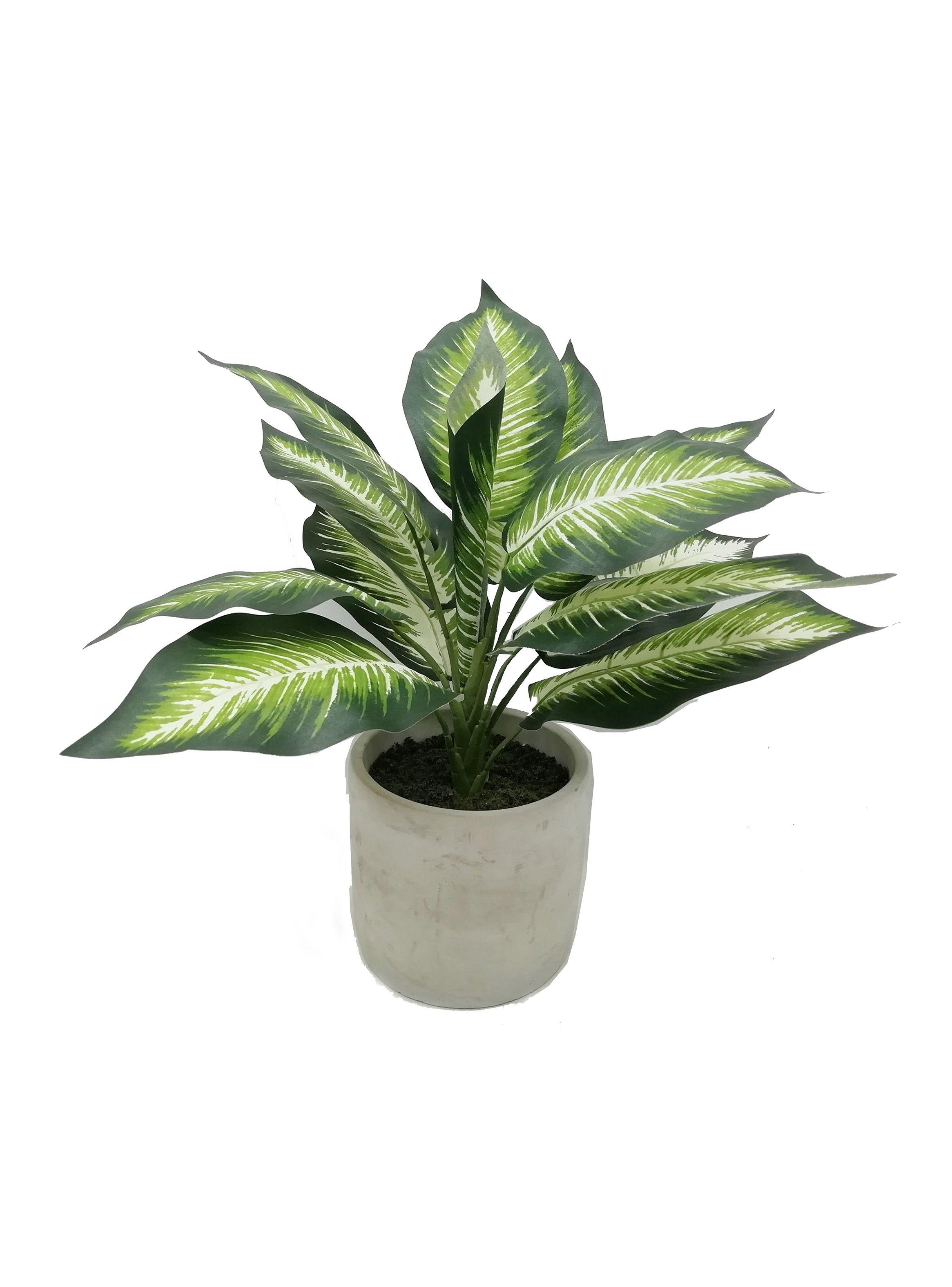 Planta con Base Cemento-0