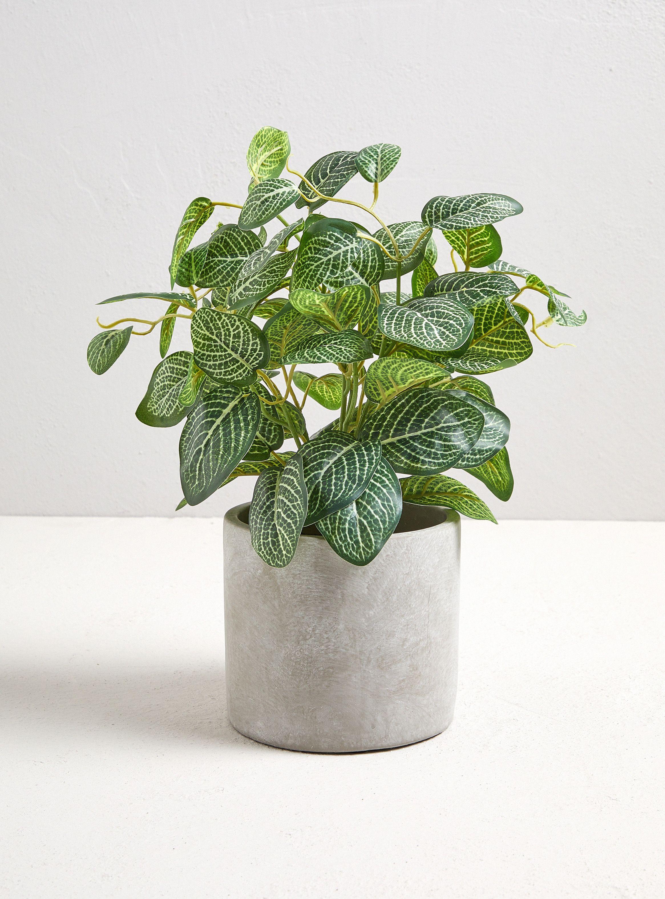 Planta Leaf Base Cemento-0