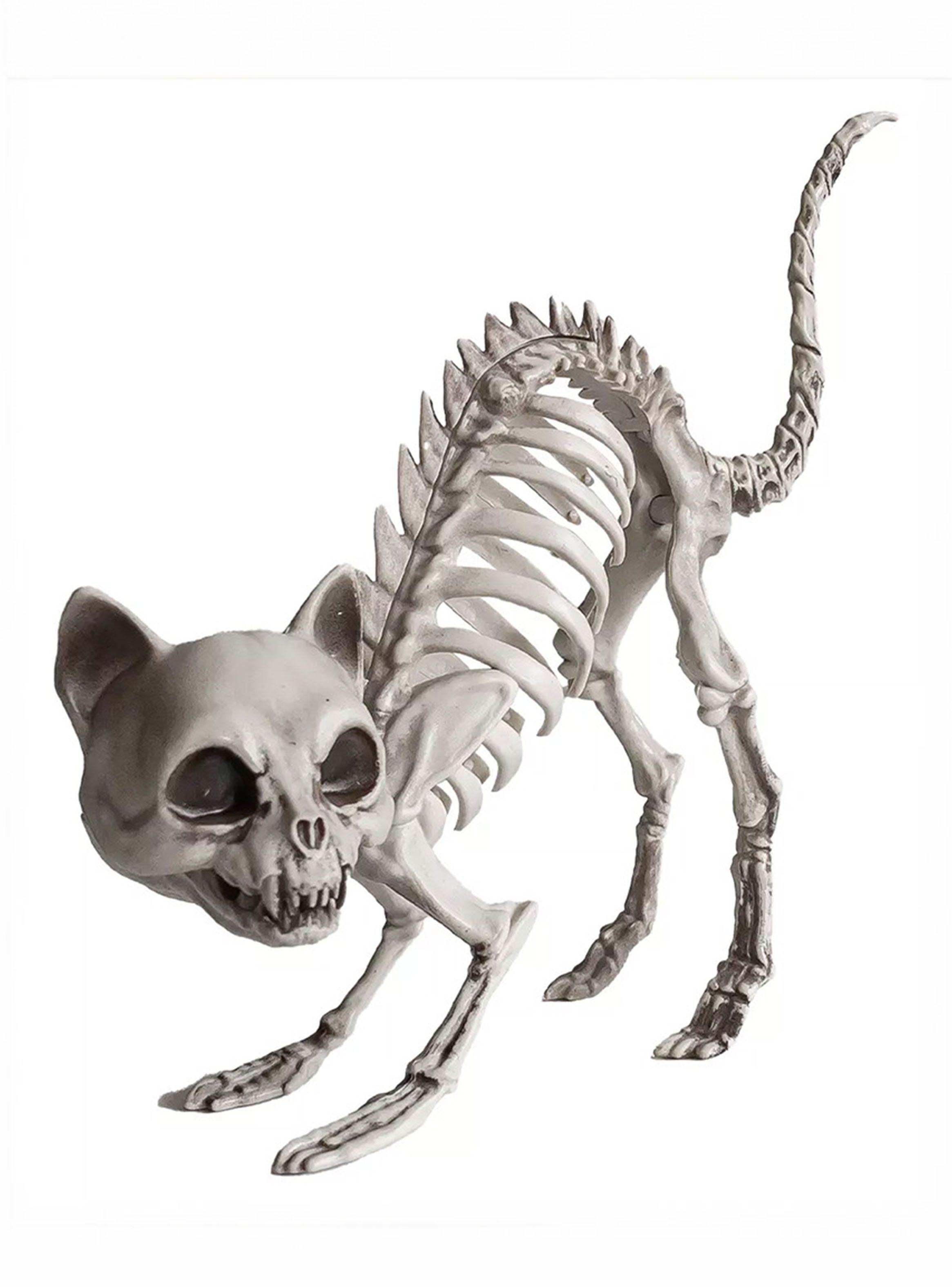 Esqueleto Gatito-0
