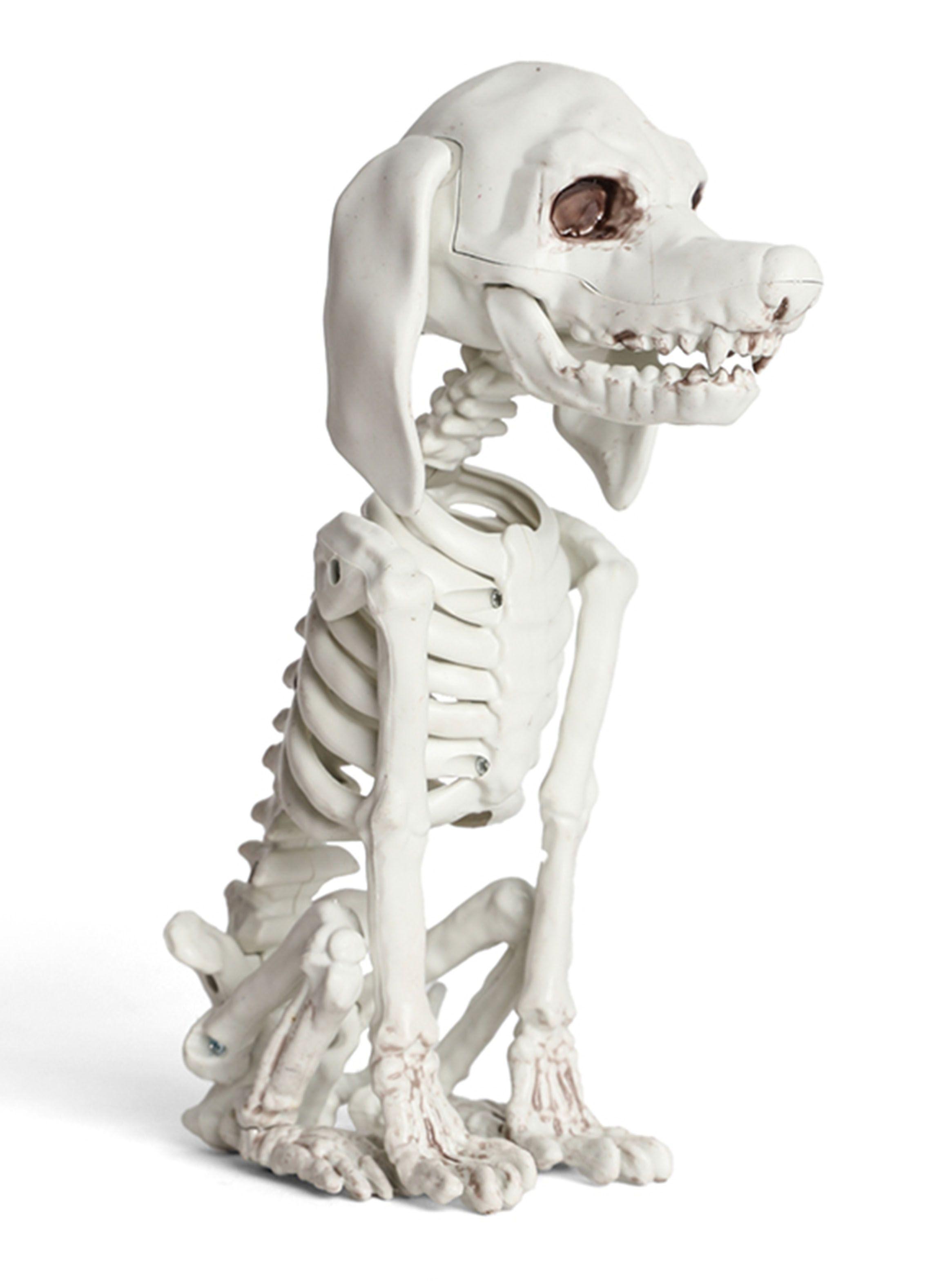 Esqueleto Perro-2