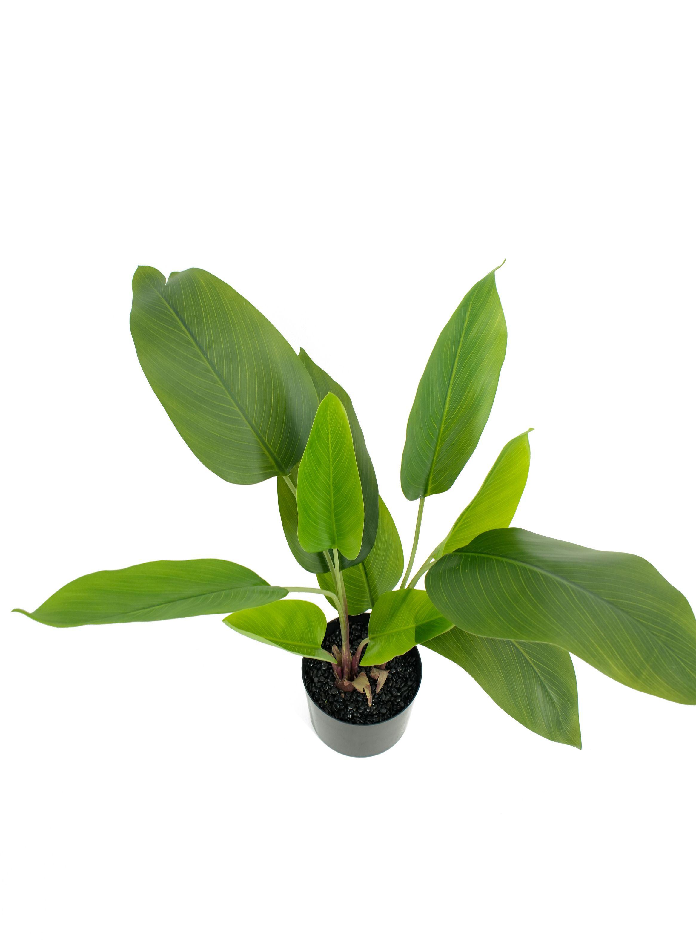 Planta Artificial Banana 60 cm-2
