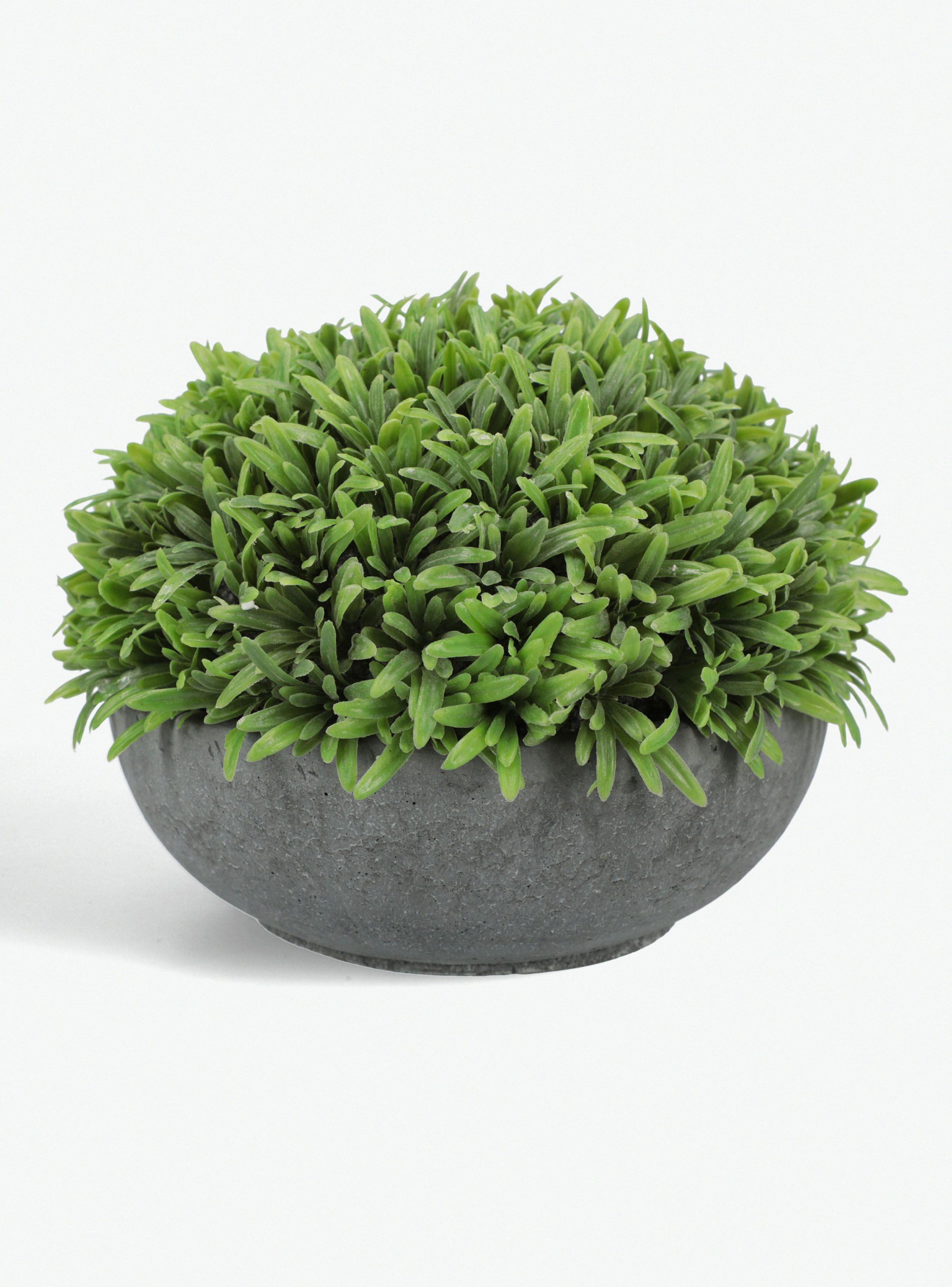 Arbusto Rosemary Bajo 19x19x16cm-0
