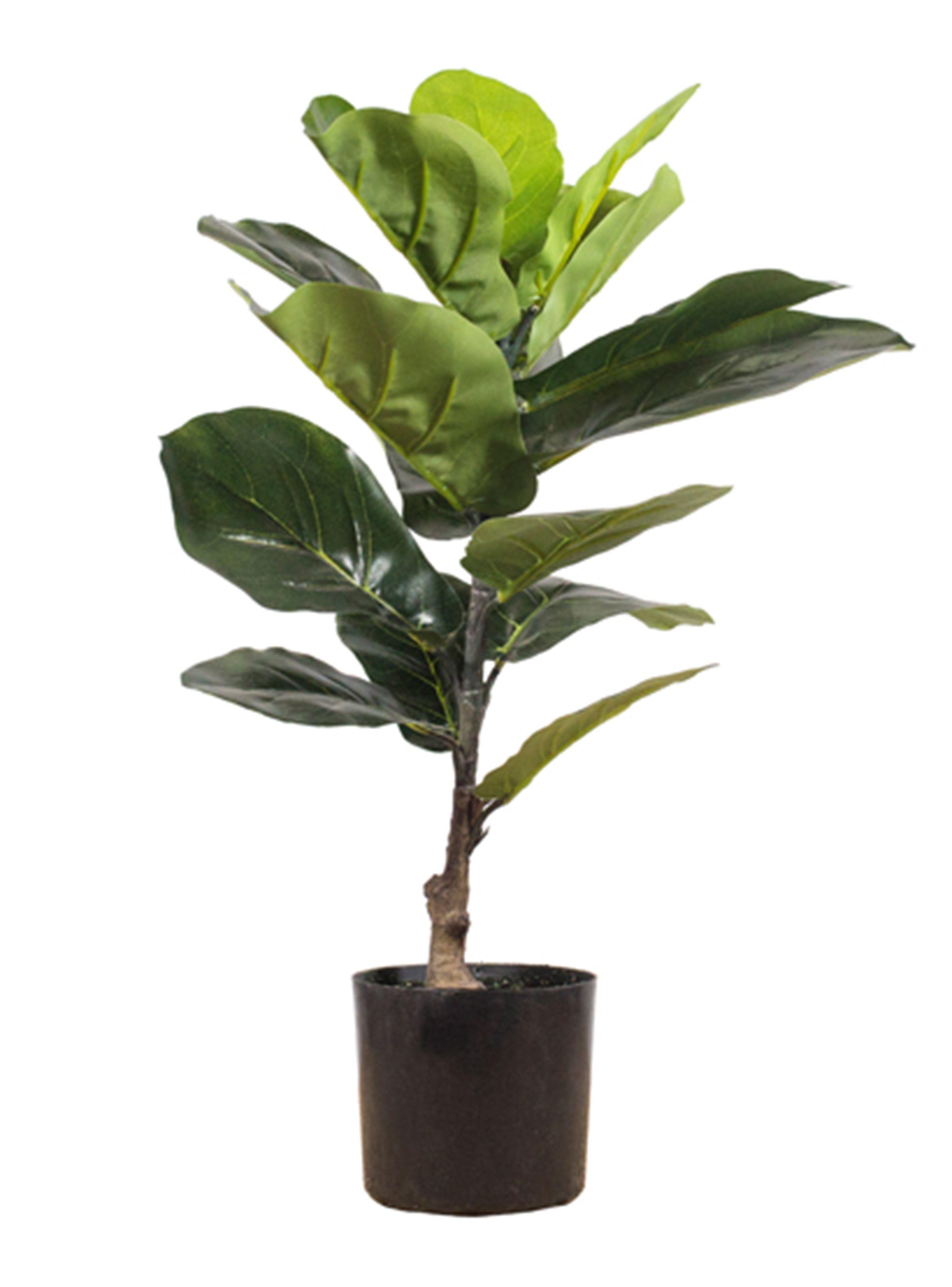 Mini Ficus Lyrata 60 cm 15 Hojas The Garden-0