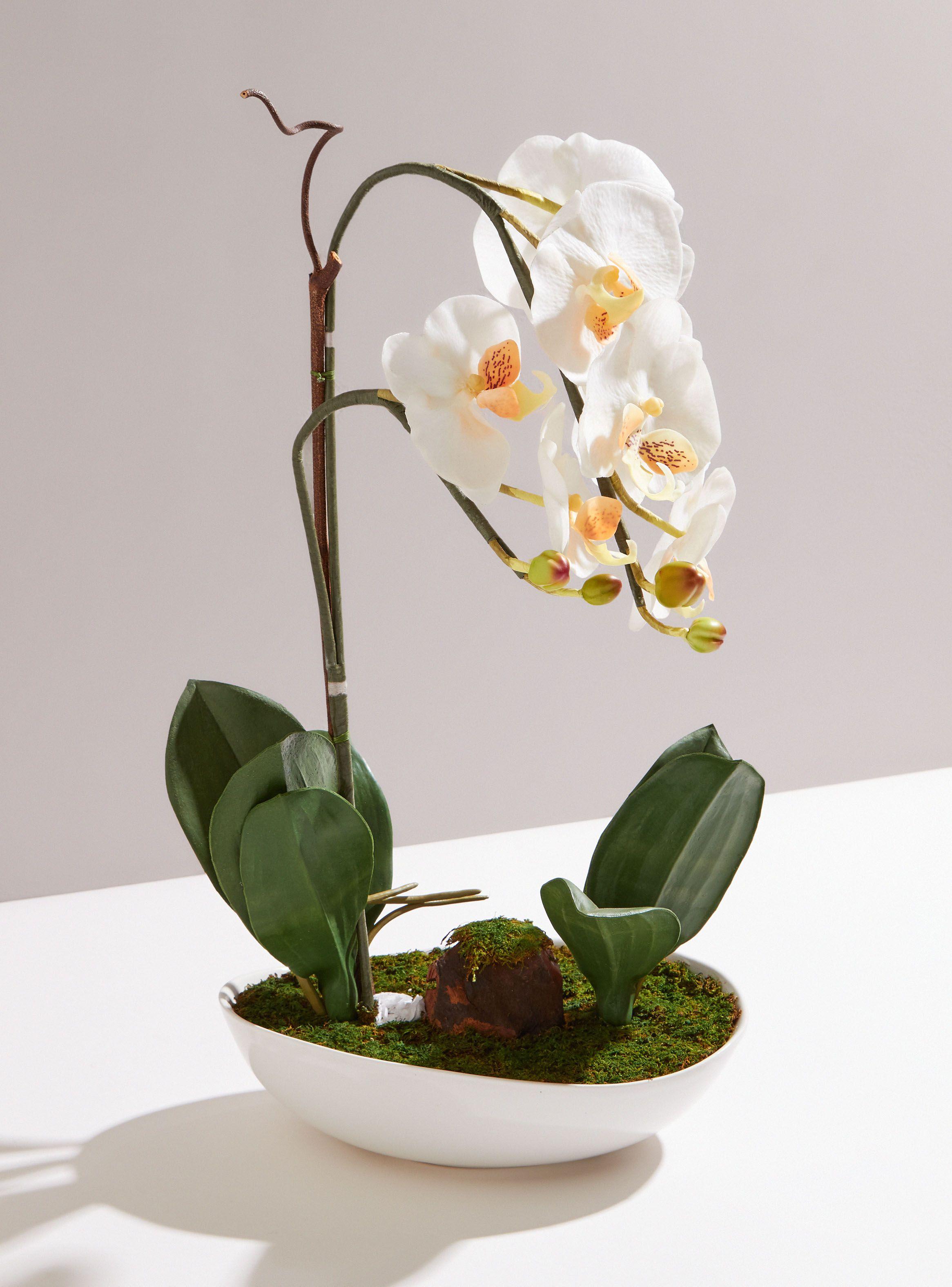 Orquídea Sarah Miller Blanca Grande-0
