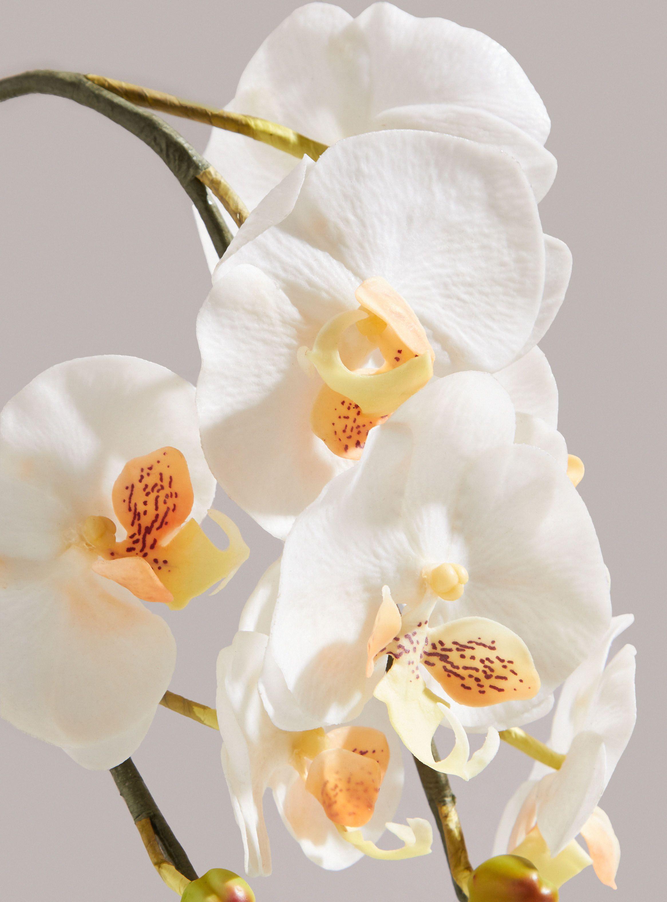 Orquídea Sarah Miller Blanca Grande-1