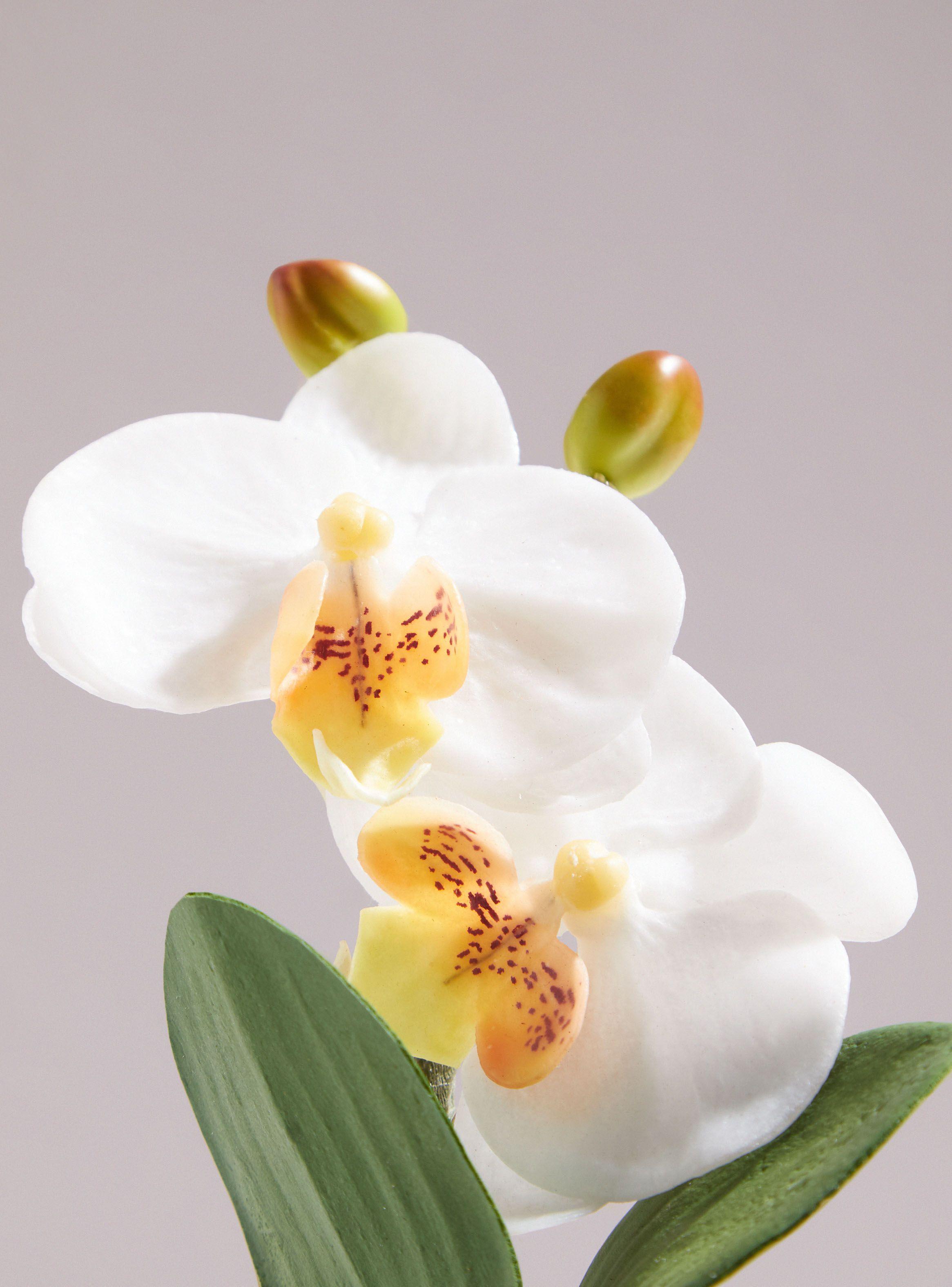 Orquídea Blanca Chica-1