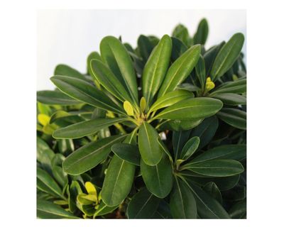 Imagen 2 del producto Planta natural Pitosporo Tobira enano 27x30x21 cm