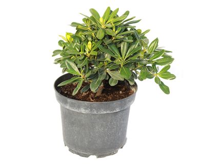 Imagen 1 del producto Planta natural Pitosporo Tobira enano 27x30x21 cm