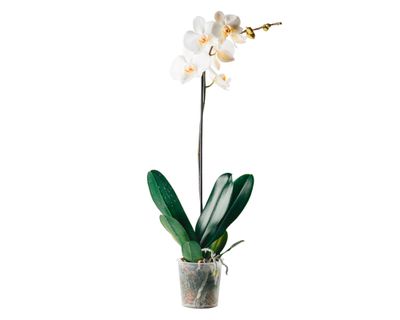 Planta natural Orquídea Phalaenopsis clásica en macetero 12 cm