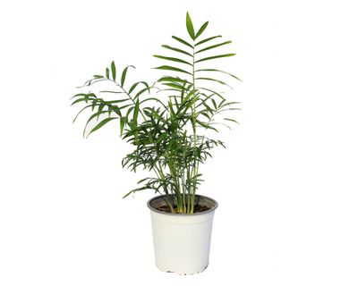 Imagen 1 del producto Planta natural Chamaedorea 56x30x17 cm