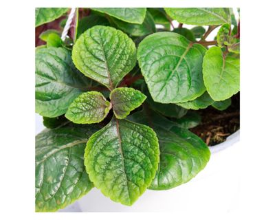 Imagen 2 del producto Planta natural Dólar negro VDA 19 15x30 cm