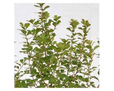 Imagen 2 del producto Planta natural Rhus Crenata VCH 17 cm