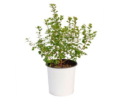 Imagen 1 del producto Planta natural Rhus Crenata VCH 17 cm