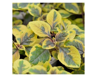 Imagen 2 del producto Planta natural Dolar Gold VDA 19 cm