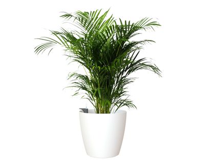 Imagen 2 del producto Maceta Autorregante 36 cm San remo blanco