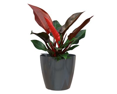 Imagen 2 del producto Maceta auto regable 36 cm San remo antracita