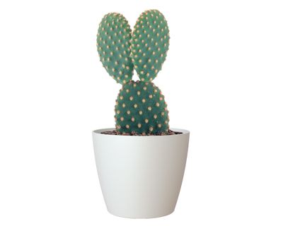 Imagen 2 del producto Maceta 20 cm San remo blanco