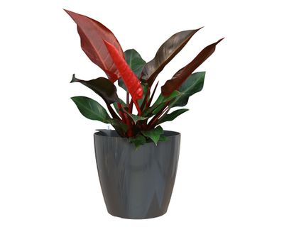 Imagen 2 del producto Maceta Autorregante 42 cm San remo antracita