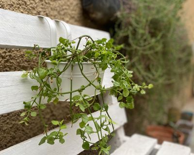 Imagen 2 del producto Macetero colgante Metálico blanco 30x24 cm