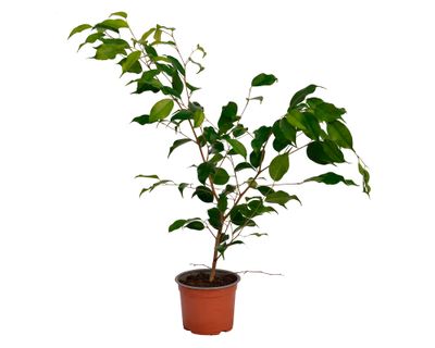 Planta natural Ficus verde S VCG 15 cm