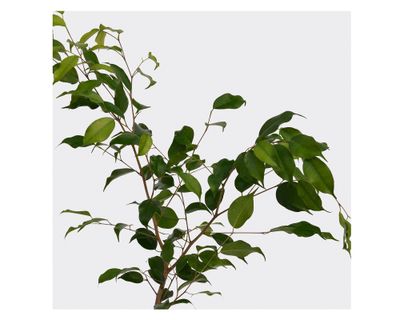 Imagen 2 del producto Planta natural Ficus verde S VCG 15 cm