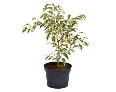 Planta natural Ficus Variegado XL Mci 21