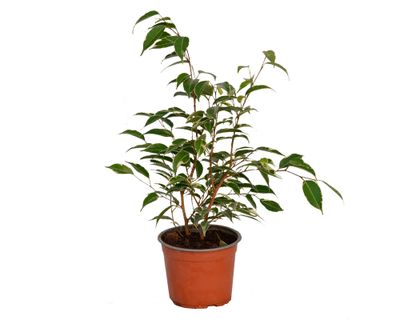 Planta natural Ficus Variegado S VCG 15 cm