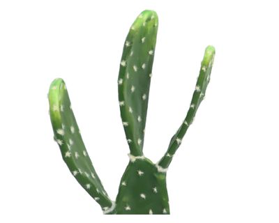 Imagen 2 del producto Cactus artificial maceta Atacama