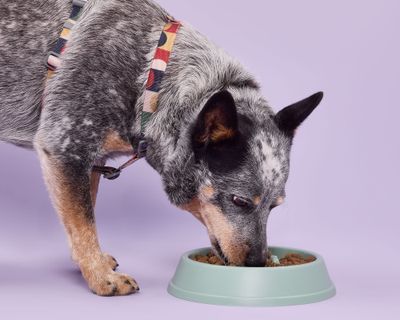 Imagen 2 del producto Plato mascota Anti ahogo verde 500 ml