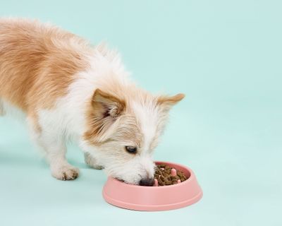 Imagen 2 del producto Plato mascota Anti ahogo rosa 500 ml