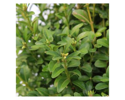 Imagen 2 del producto Planta natural Boj verde M 29 76x38 cm