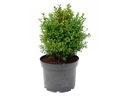 Planta natural Boj verde M 29 76x38 cm
