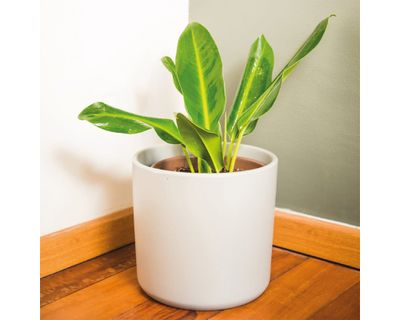 Imagen 2 del producto Porta macetero Danés blanco 22x26 cm