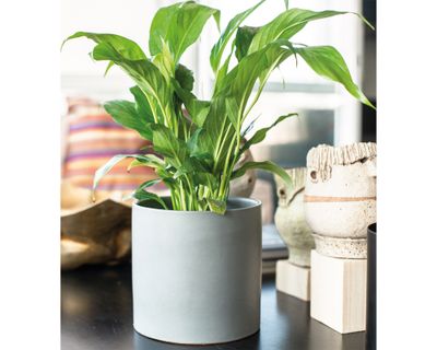 Imagen 2 del producto Porta macetero Danés gris 22x26 cm