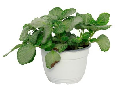 Planta natural Dólar silver VDA 19 15x30 cm