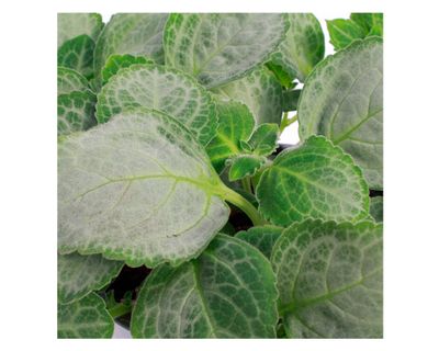 Imagen 2 del producto Planta natural Dólar silver VDA 19 15x30 cm