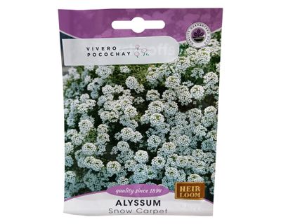 Semilla de flor corriente Alyssum 2 g